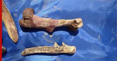В пещере "Таврида" крымские ученые вновь нашли останки древних животных