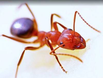 Красный огненный муравей оказался полезным для людей
