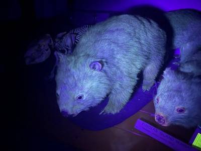 Мех вомбатов может светиться в ультрафиолетовых лучах — ученые
