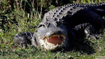 Охота гигантского аллигатора во Флориде попала на видео - newinform.com - шт.Флорида