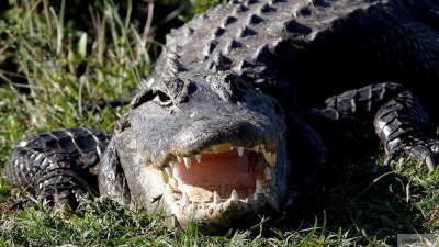 Аллигатор проглотил целую утку на озере Лисбург в США