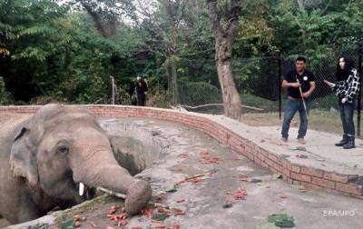 Шер освободила “самого одинокого слона в мире”