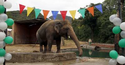 "Самого одинокого слона в мире" отправили в заповедник. Помогла певица Шер