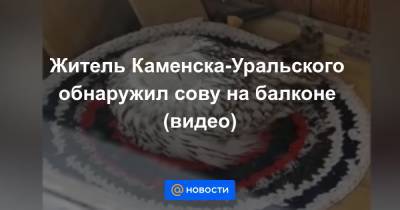 Житель Каменска-Уральского обнаружил сову на балконе (видео)