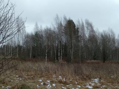 В Кувшиновском районе продолжают зарастать 440 гектаров сельхозугодий