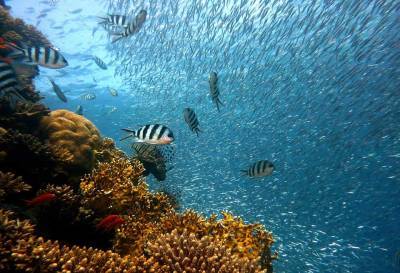В Австралии нашли новый крупный коралловый риф - Cursorinfo: главные новости Израиля