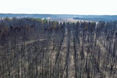 На Донбассе возобновились лесные пожары