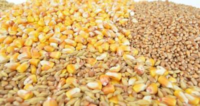 В Беларуси намолочено 8,696 млн тонн зерна вместе с кукурузой