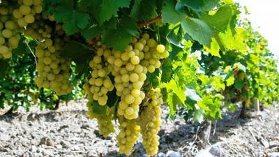 В Судаке появится более 70 гектаров новых виноградников