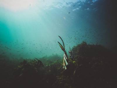 Ученые обнаружили в океане опасные водоросли, убивающие все живое