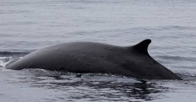 Ученые заметили, что киты «подхватывают» песни друг друга