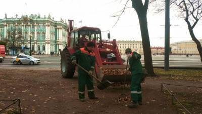 В Петербурге в октябре высадили более 4 тыс. деревьев