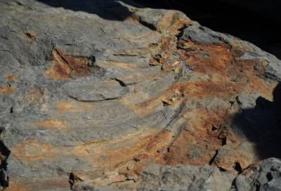 Дети случайно обнаружили останки ихтиозавра на острове Русский
