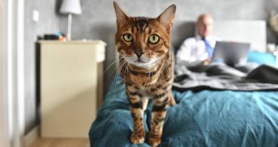 Психолог рекомендовал хозяевам котов больше общаться с питомцем