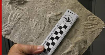 Палеонтологи нашли необычные следы крылатых ящеров
