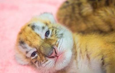 В Китае родились детеныши очень редкого вида тигра - ont.by - Китай - провинция Чжэцзян