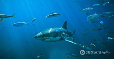 Нападение акулы на украинцев в Египте: появились подробности трагедии | Мир | OBOZREVATEL