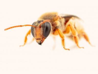 Два вида австралийских пчел приспособились к сумеречному образу жизни