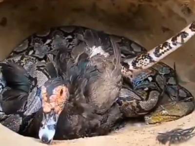 Утка ценой своей жизни спасла птенцов от змеи