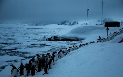 В Антарктиде пингвины оказались в ледовой ловушке