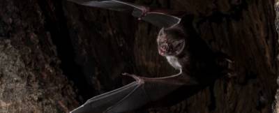 Летучие мыши-вампиры социально дистанцируются при болезни