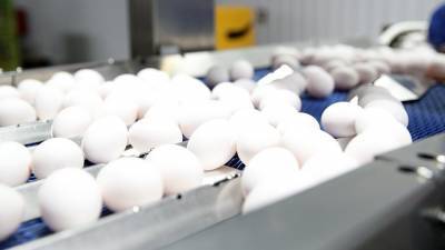 Диетолог раскрыл разницу между яйцами с белой и темной скорлупой - iz.ru - Китай - Израиль