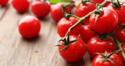 Импорт томатов из Армении могут ограничить из-за вируса
