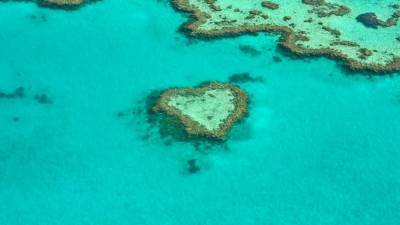 У берегов Австралии обнаружили гигантский коралловый небоскреб