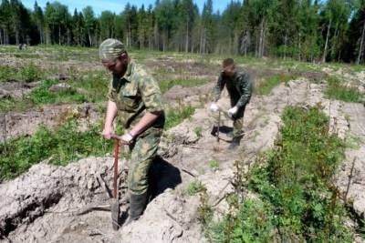 Губернатор Костромской области Сергей Ситников потребовал увеличить масштаб работ по лесовосстановлению