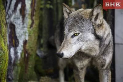 В Коми волка обвинили в гибели пьяного вахтовика