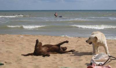 МЧС запретило брать на пляж животных