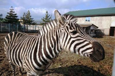 В зоопарке Винницы трагически погибла зебра