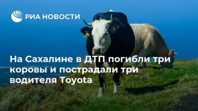 На Сахалине при ДТП погибли три коровы и пострадали три водителя Toyota