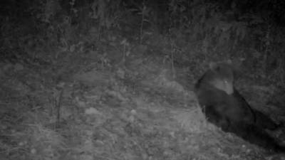 Бурый медведь прилег отдохнуть в национальном парке "Таганай".