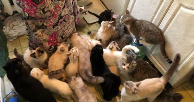 Пенсионерка из Рязани приютила в своей квартире 30 кошек