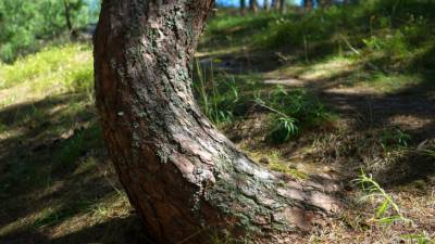 Одно из старейших британских деревьев сменило пол