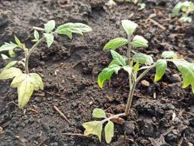 «Существенно сокращаются все расходы»: Министр финансов Башкирии ответила на вопрос о поддержке садоводов