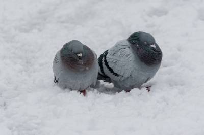Биолог рассказал, каких редких животных можно увидеть в Петербурге зимой
