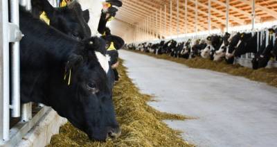 На Брестчине вводят в строй новые фермы и наращивают производство молока - produkt.by - район Дрогичинский