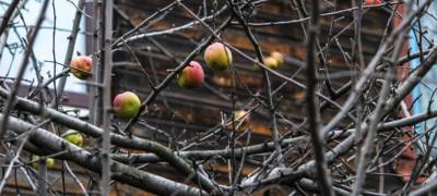 В последний день ноября петрозаводчане снимают урожай яблок (ФОТОФАКТ)