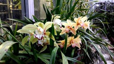 В томском Ботсаду зацвели царицы орхидей– каттлеи