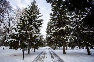 Более 3 тысяч вечнозеленых пихт привезли в Новосибирск на новый год