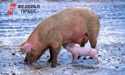 Африканская чума уничтожила свыше 300 свиней в Омской области