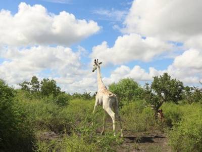 Единственный в мире белый жираф получил GPS-трекер