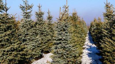 В Запорожье назвали цены на новогодние елки