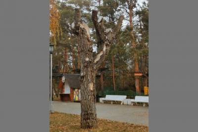 В Комсомольском саду Волгограда вырубят 33 больных деревьев