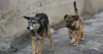 Количество бездомных собак на улицах Худжанда увеличилось