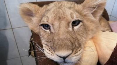 Центр "Велес" забрал на лечение молодого льва