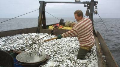«За длинным рублем»: безработные латвийские рыбаки променяли Евросоюз на РФ