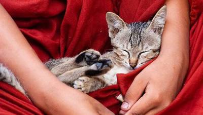 Буддийский монастырь в Бирме: обитель летающих кошек